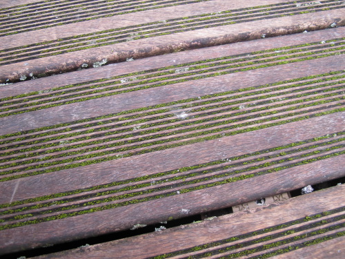 Terrasse en Bois antidérapantes prise dans la mousse