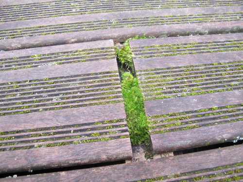 Terrasse en Bois envahie par la mousse