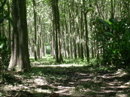 exploitation durable pour le bois de terrasse