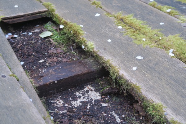 Escaliers de terrasse en bois moisie 