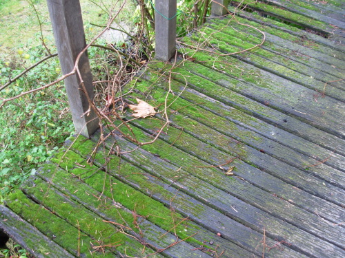 Terrasse en bois envahie de mousse